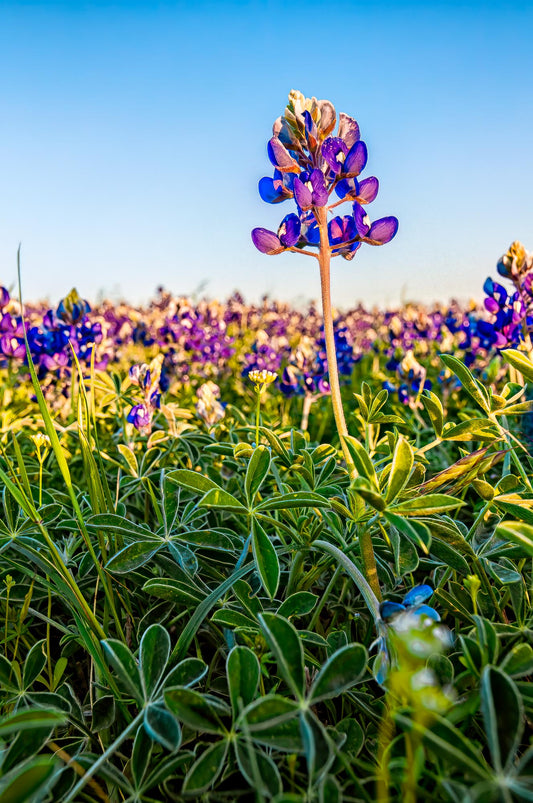 Lone Bluebonnet | Wooden Wildflower Puzzle | 250, 500, 1000 Pieces