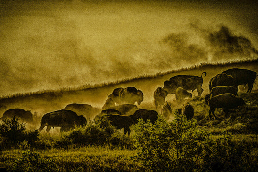 North Dakota Buffaloes | National Parks Puzzle | 250, 500, 1000 Pieces