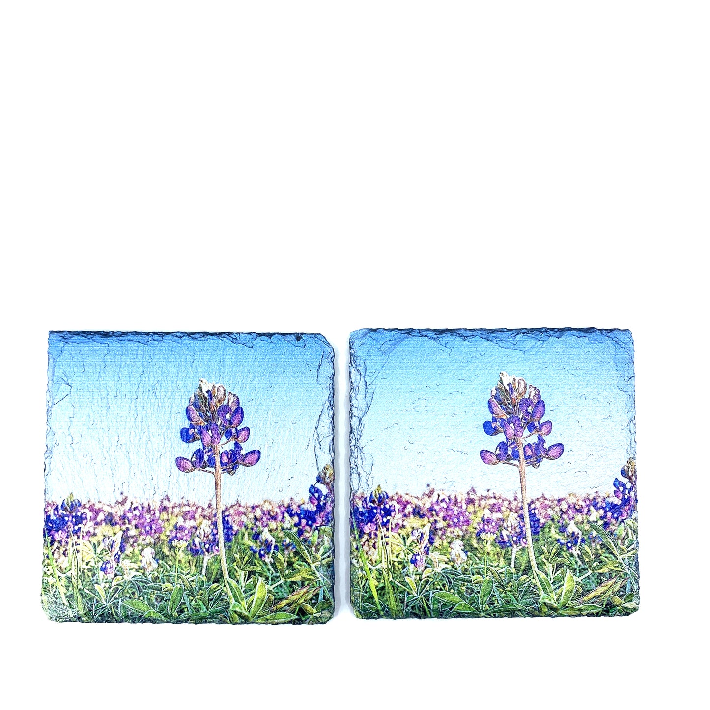 Lone Bluebonnet, Black Slate Coaster Set of 4