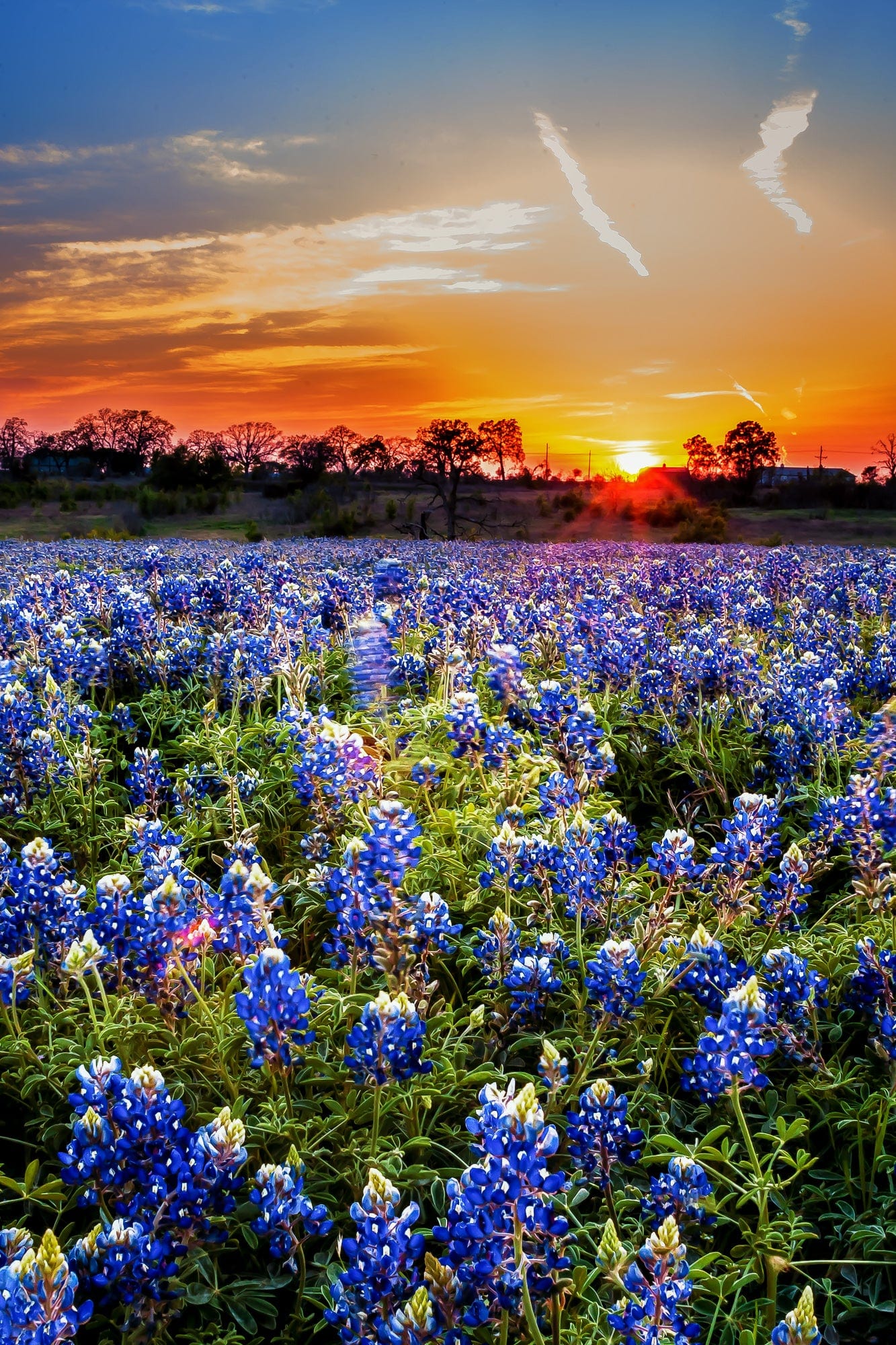 A Bluebonnet Sunset | Wooden Wildflower Puzzle | 250, 500, 1000 Pieces