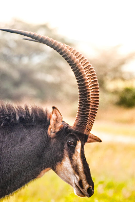 African Sable Antelope | African Wildlife Puzzle | 250, 500, 1000 Pieces