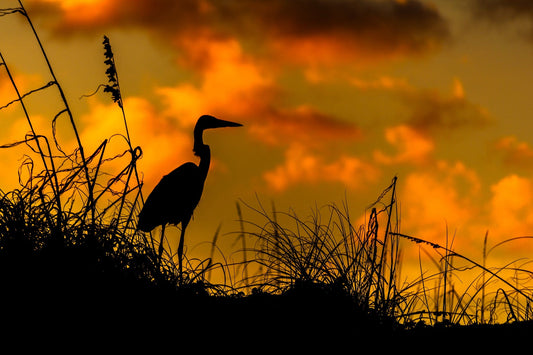 Great Blue Heron Sunset | National Parks Puzzle | 250, 500, 1000 Pieces