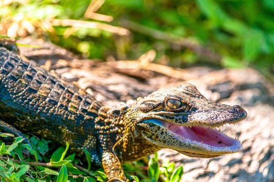 Hatchling Alligator | Wildlife Puzzle | 250, 500, 1000 Pieces