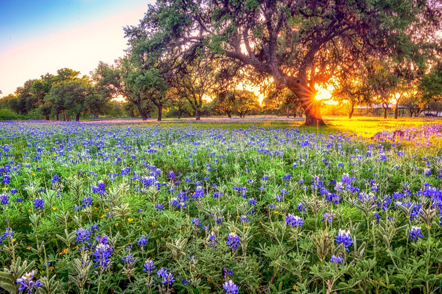 Johnson City Bluebonnet Sunset | Wildflower Puzzle | 250, 500, 1000 Pieces