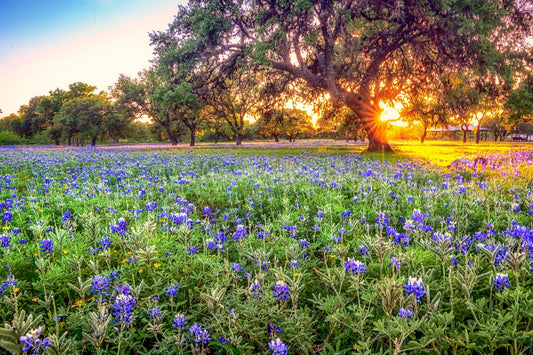 Johnson City Bluebonnet Sunset | Wildflower Puzzle | 250, 500, 1000 Pieces