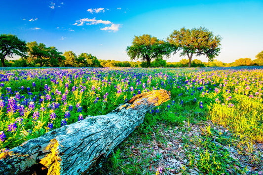 Johnson City Bluebonnets | Wildflower Puzzle | 250, 500, 1000 Pieces
