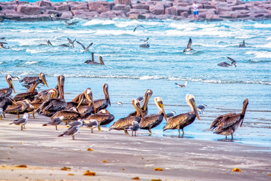 Mustang Island - The Pelicans | Beach Puzzle | 250, 500, 1000 Pieces