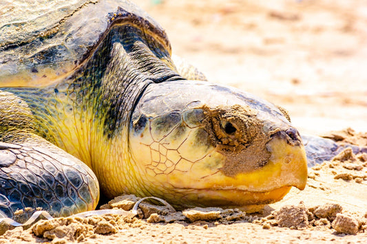 Padre Island Kemp's Ridley | Wildlife Puzzle | 250, 500, 1000 Pieces