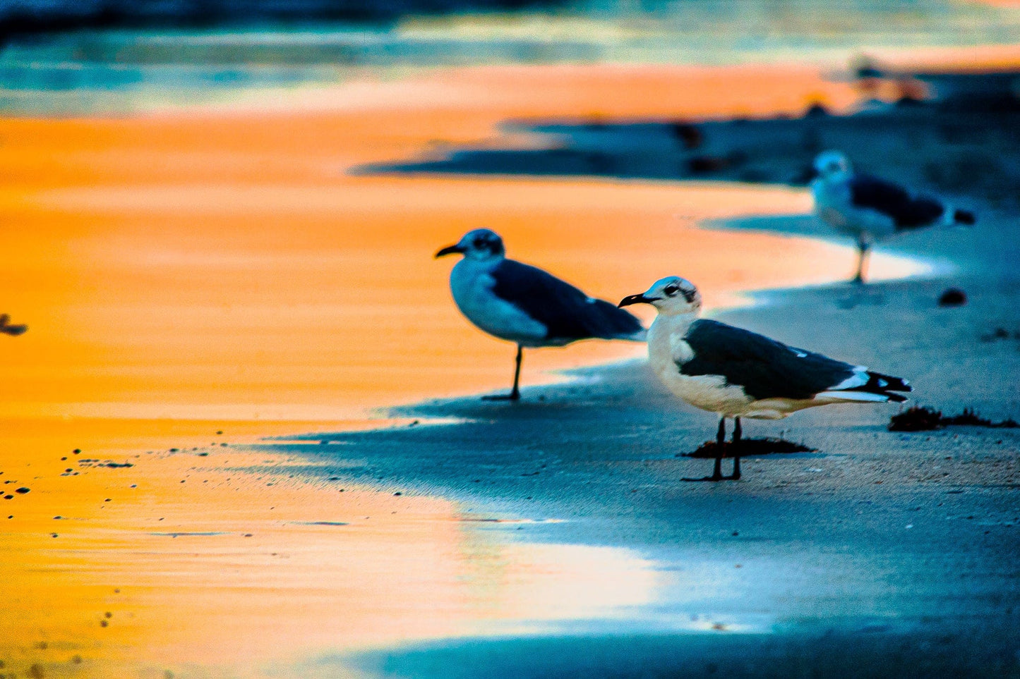 PINS Seagulls | National Parks Wildlife Puzzle | 250, 500, 1000 Pieces