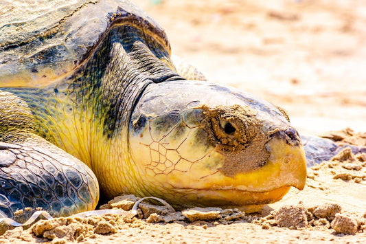 Sea Turtle - Kemp's Ridley | National Parks Puzzle | 250, 500, 1000 Pieces
