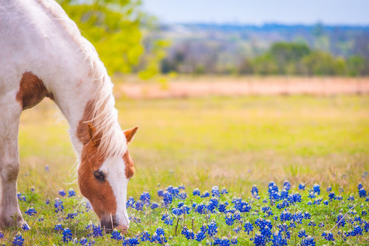 Spring Graze | Horse Puzzle | 250, 500, 1000 Pieces