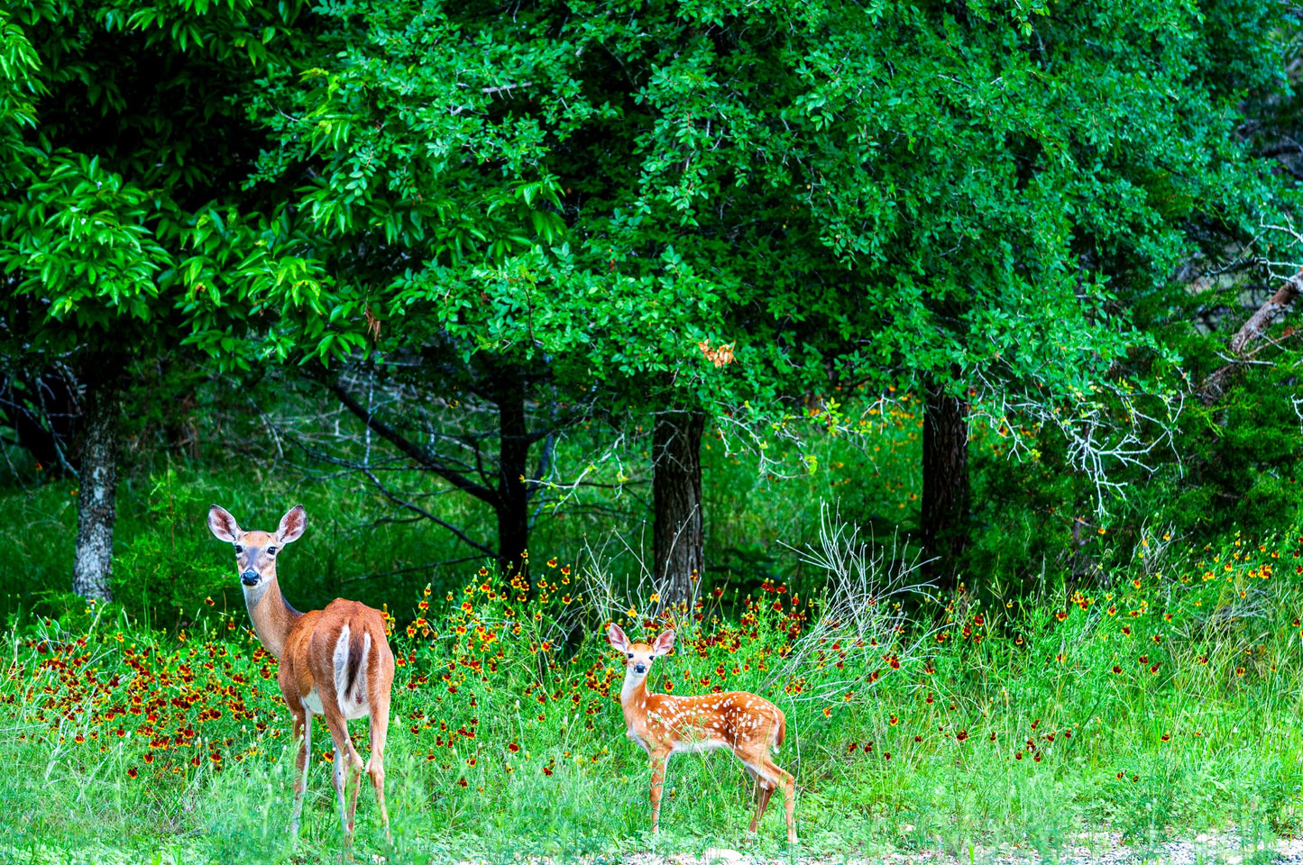 Whitetail Deer and Wildflowers | Wildlife Puzzle | 250, 500, 1000 Pieces