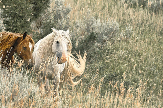 Wild Horse Duo | National Parks Puzzle | 250, 500, 1000 Pieces
