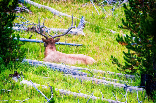 Yellowstone Elk | Yellowstone National Park Puzzle | 250, 500, 1000 Pieces