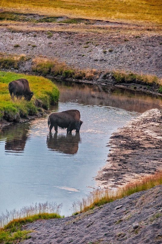 Yellowstone, Morning Drink | Yellowstone National Park Puzzle | 250, 500, 1000 Pieces