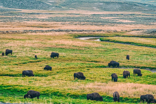 Yellowstone, Where the Buffalo Roam | Yellowstone National Park Puzzle | 250, 500, 1000 Pieces