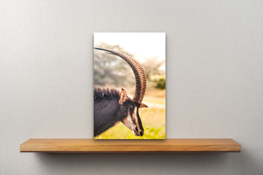 Wimberley Puzzle Company Posters, Prints, & Visual Artwork 10x15" African Sable Antelop, Africa Wildlife Wood Art and Postcards