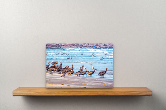 Wimberley Puzzle Company Posters, Prints, & Visual Artwork The Pelicans, Mustang Island State Park, Texas Wooden Art and Postcards