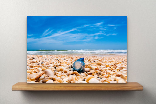 Wimberley Puzzle Company Posters, Prints, & Visual Artwork 16x24" Big Shell Beach Man O'War, Texas, Padre Island National Seashore Wood Art and Postcards