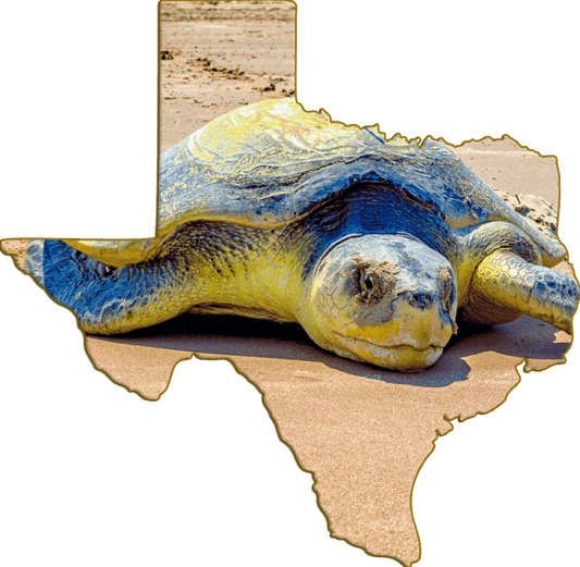 Wimberley Puzzle Company Refrigerator Magnets Kemp's Ridley Endangered Sea Turtle | Texas-Shaped Magnet