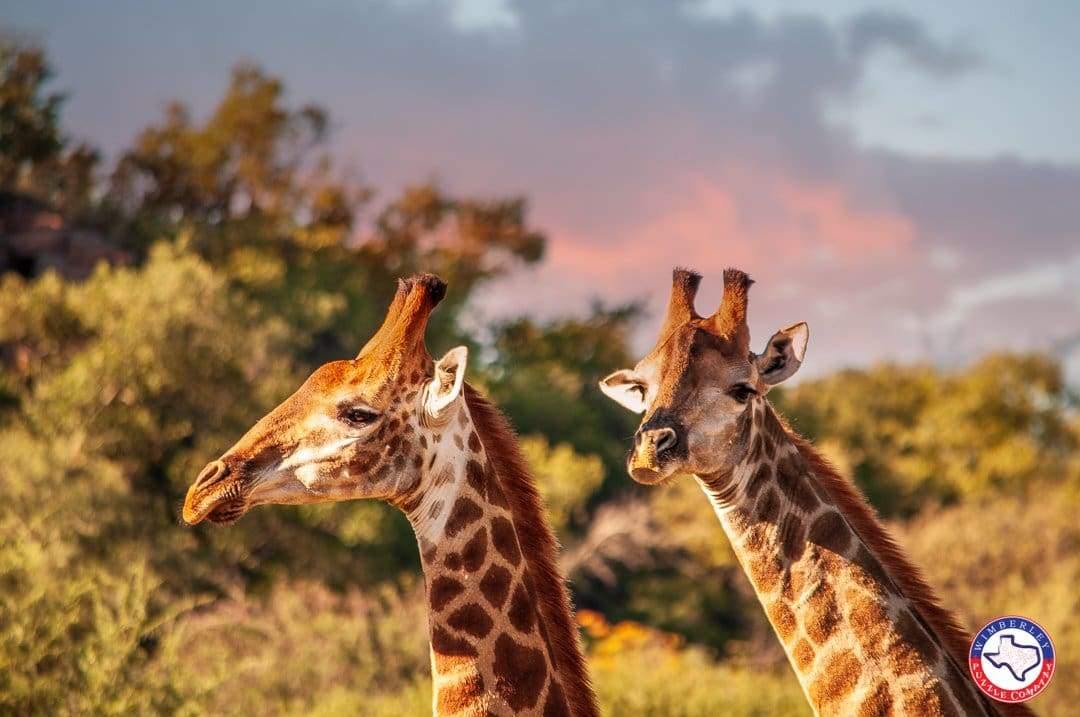 Jigsaw Puzzles of Africa - Wimberley Puzzle Company