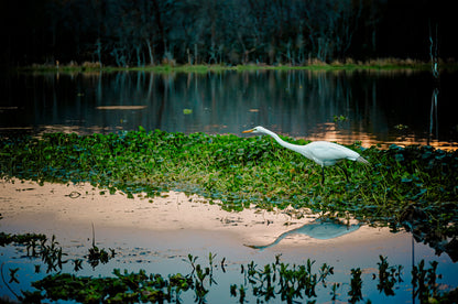 Brazos Bend Heron Hunt | Brazos Bend State Park Puzzle | 130- 1000 Pieces Wooden Puzzle