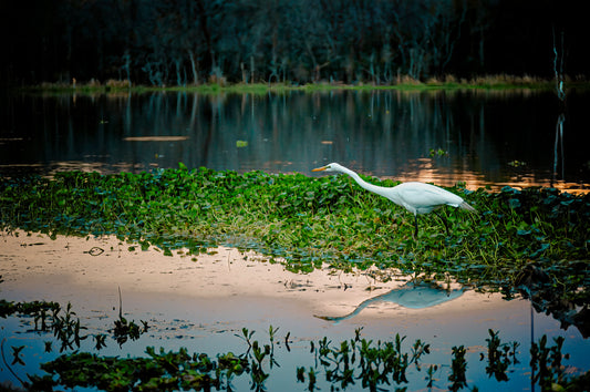 Brazos Bend Heron Hunt | Brazos Bend State Park Puzzle | 130- 1000 Pieces Wooden Puzzle
