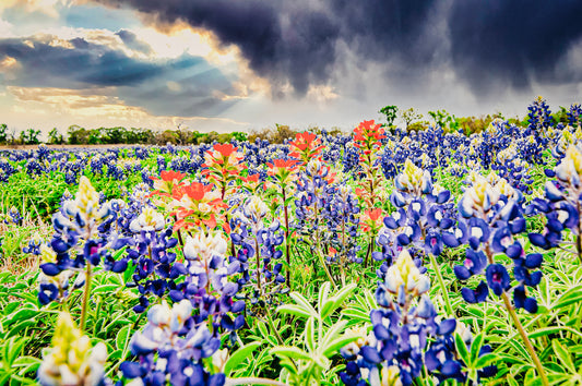 Chappell Hill Wildflowers - A Texas Bluebonnet Puzzle