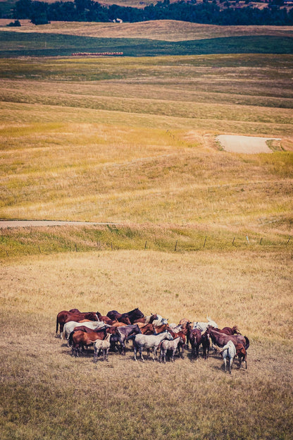 Circle the Wagons | South Dakota Landscape Puzzle | 250, 500, 1000 Pieces