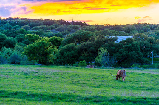 Just a Texas Longhorn Sunset | Landscape Puzzle | 250, 500, 1000 Pieces