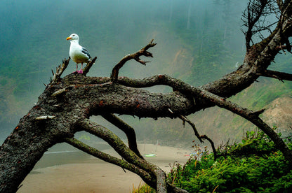 Seagulls by the Shoreline | Oregon Puzzle | 250, 500, 1000 Pieces