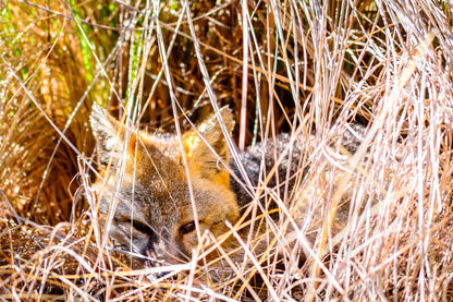 Sly Fox | Wildlife Puzzle | 250, 500, 1000 Pieces