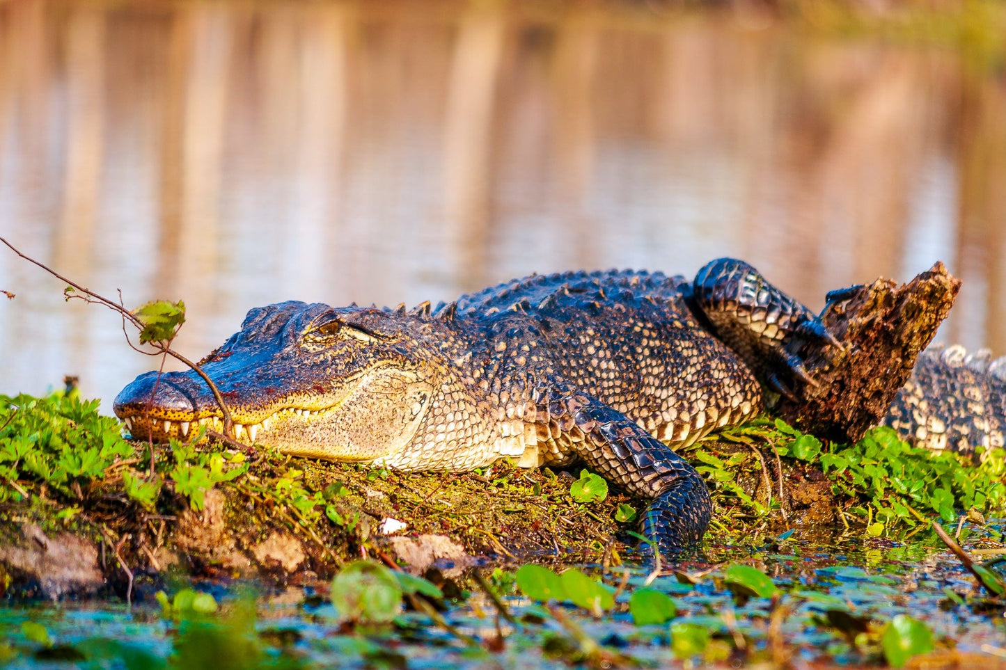Sunny Days at Brazos Bend, An American Alligator | Wildlife Puzzle | 250, 500, 1000 Pieces