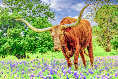 Texas Hill Country Bluebonnets and Longhorns | Texas Puzzle | 250, 500, 1000 Pieces