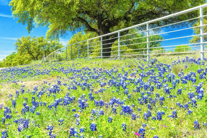 Texas Roadside Bluebonnets | Wildflower Puzzle | 250, 500, 1000 Pieces