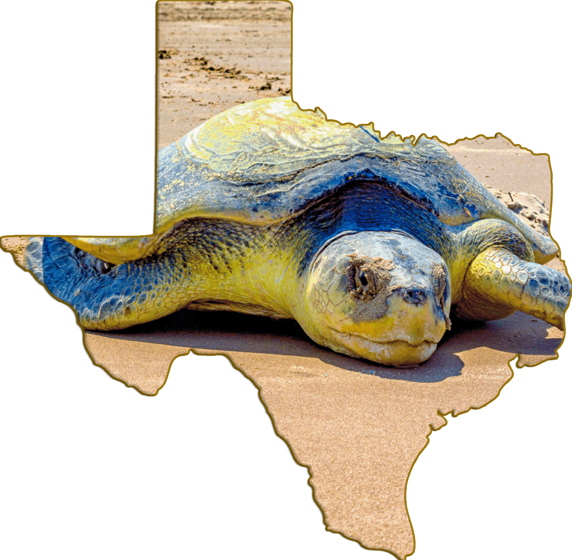 Wimberley Puzzle Company Refrigerator Magnets Kemp's Ridley Endangered Sea Turtle | Texas-Shaped Magnet