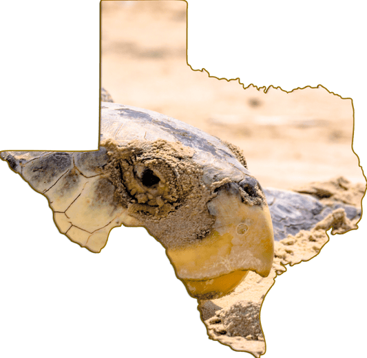 Wimberley Puzzle Company Refrigerator Magnets Kemp's RIdley Sea Turtle | Texas-Shaped Magnet