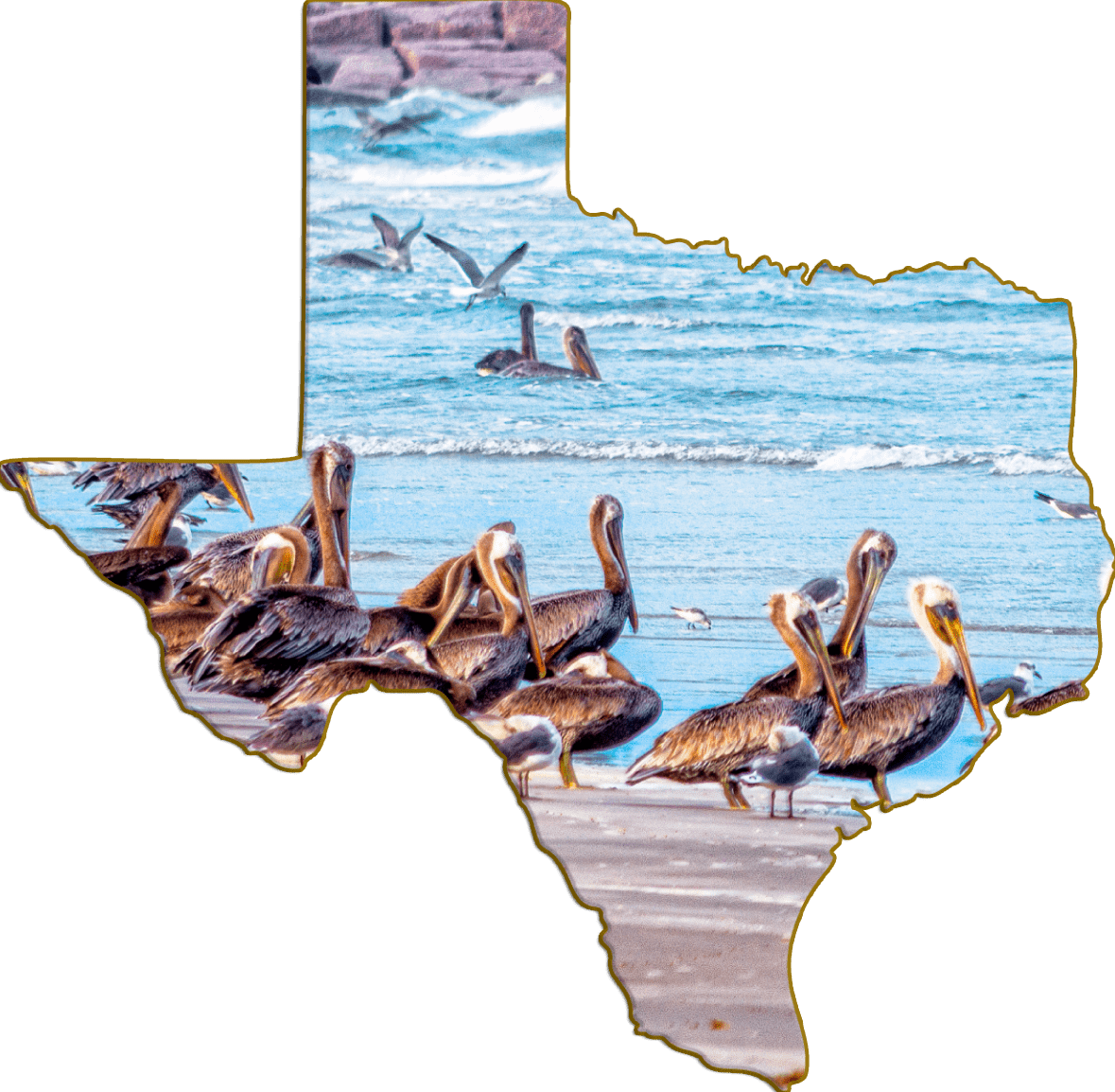Wimberley Puzzle Company Refrigerator Magnets Pelicans | Texas-Shaped Magnet